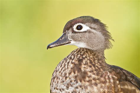 Female Wood Duck California North America Kea Photography