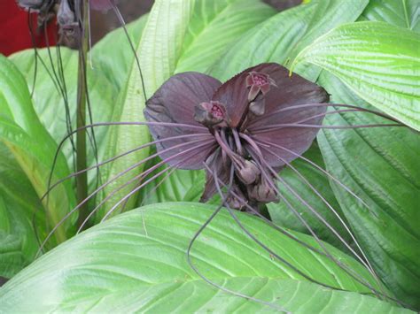 5 Pcs Black Bat Flower Seeds #MNSB - Seeds & Bulbs