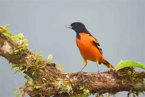 Birds In Nevada: 30 Species To Watch For In The Silver State