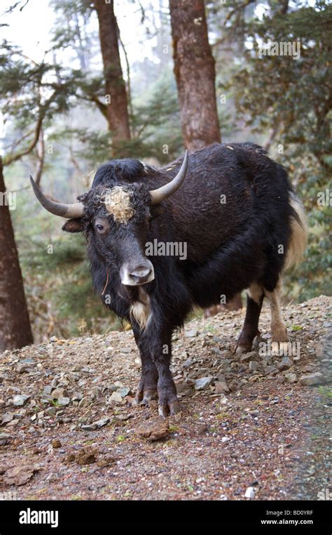 Yak Cow Walking In Forest Facing Gantey District Bhutan Asia 91858