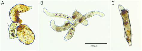 Examples Of Trematode Soldier Attack And Activity A Cloacitrema