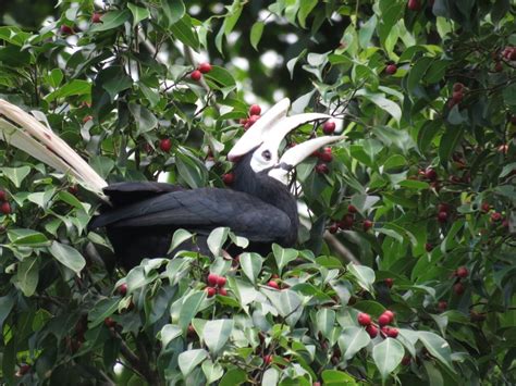 Palawan Hornbill | IUCN Hornbill Specialist Group