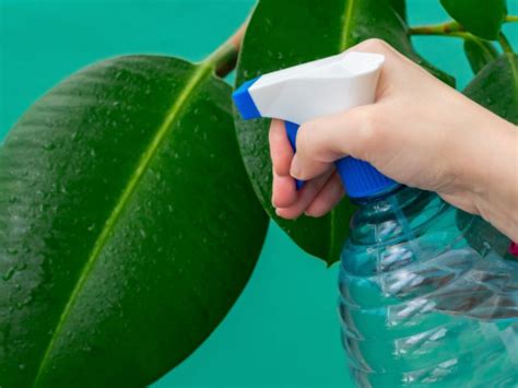 Agua Oxigenada En Las Plantas El Mejor Truco Guardado Para Que Luzcan