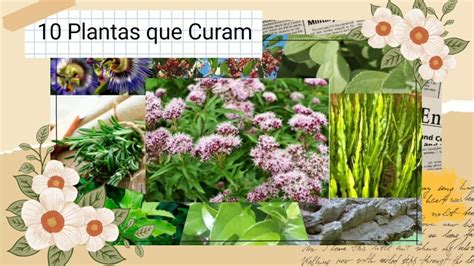 10 PLANTAS QUE CURAM YouTube