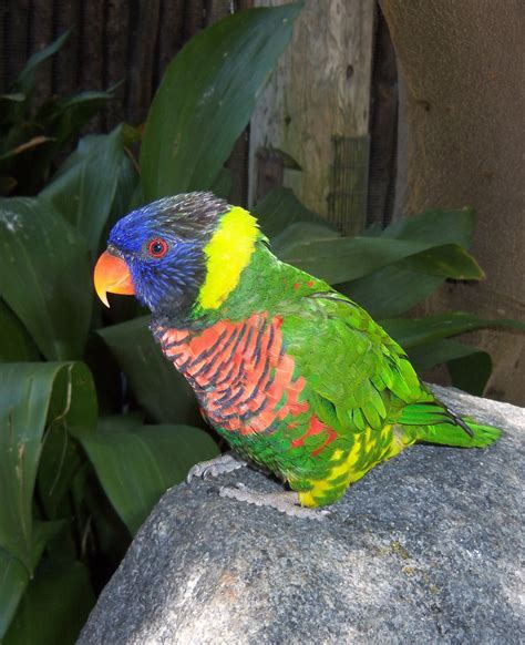 Bright Colorful Parrot Free Stock Photo Public Domain Pictures