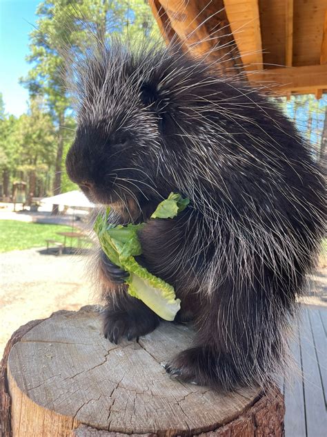 north american porcupine bearizona