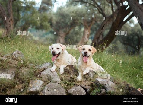 labrador retrievers dog enjoy  rugged mountain trail companions