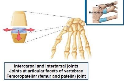 Types Of Joints Synovial Flashcards Quizlet