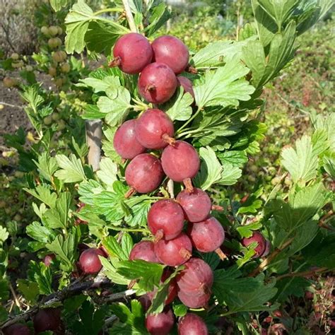 Captivator Gooseberry Inspiration Farm