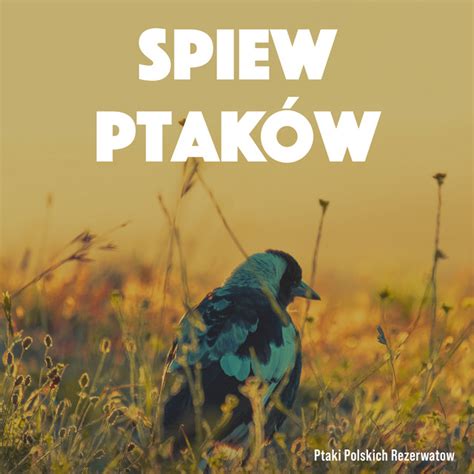 śpiew ptaków Album by Ptaki Polskich Rezerwatow Spotify