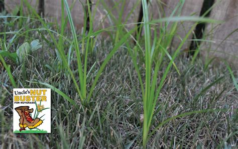 How To Get Rid Of Nutgrass Or Nutsedge Grass Pad