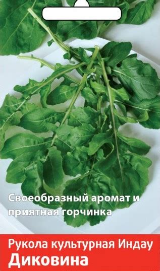 Рукола (индау) Диковина: описание сорта, характеристики, агротехника ...