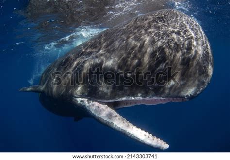 Cachalot Whale: Over 444 Royalty-Free Licensable Stock Photos ...