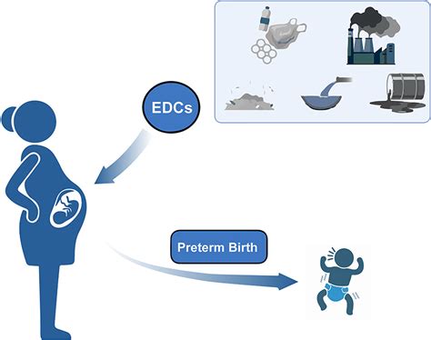 Impacts Of Maternal Exposure To Endocrine Disrupting Chemicals