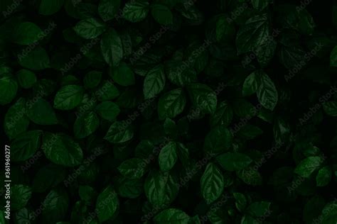 Dense Dark Green Leaves In The Garden Emerald Green Leaf Texture