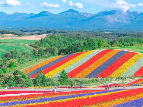 Flower Park In Northern Japan Looks Too Beautiful To Be Real But This