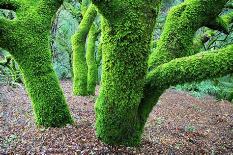 Moss Covered California Live Oak Trees by Kirk Lougheed