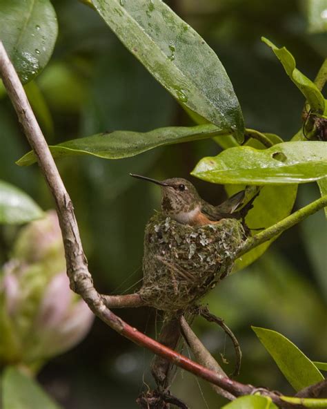 Rufous Hummingbird Family - Photography by Curtis W. Smith