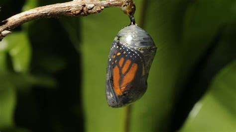 A Mesmerizing Timelapse Showing a Monarch Butterfly Emerging From a Cocoon