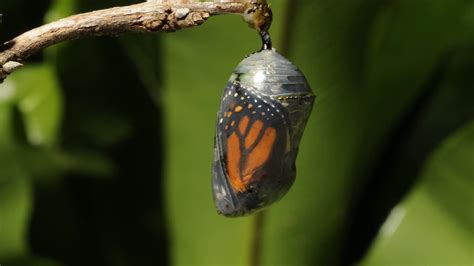 A Mesmerizing Timelapse Showing a Monarch Butterfly Emerging From a Cocoon