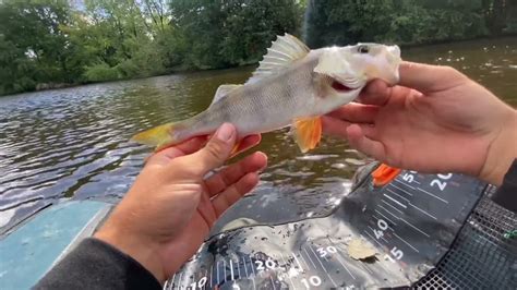 P Che Du Carnassier En Float Tube Youtube