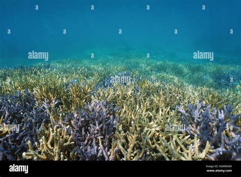 Underwater Coral Reef Ocean Floor Covered By Acropora Staghorn Corals