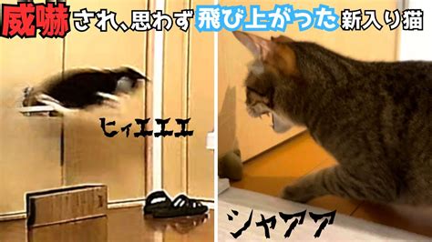 先住猫が扉越しに威嚇！新入り猫、びっくりしすぎて‥【保護猫】 Youtube