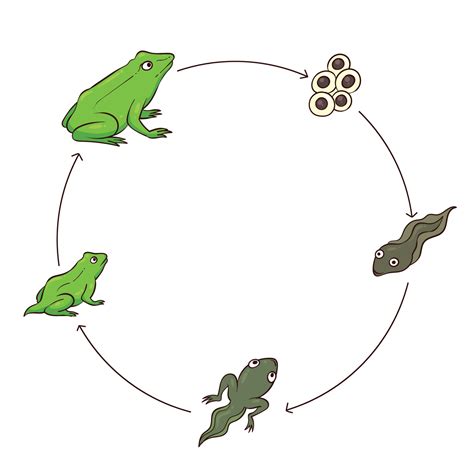 Frog Metamorphosis Vector Illustration 1 9830962 Vector Art At Vecteezy