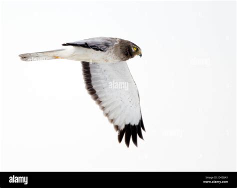 Northern harrier male hi-res stock photography and images - Alamy