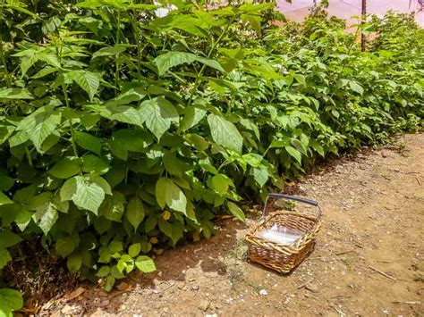 Раскрываем секреты выращивания малины