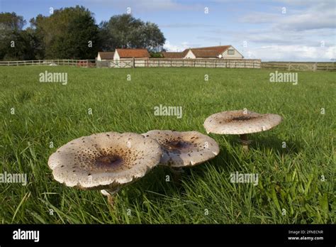 Giant Parasol Giant Parasol Macrolepiota Procera Giant Parasol