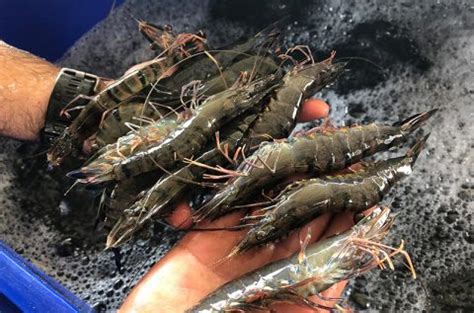 Australian Farmed Prawns - Australian Prawn Farming Industry