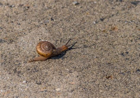 Small Snail with a Large Shell Stock Photo - Image of beauty, closeup ...