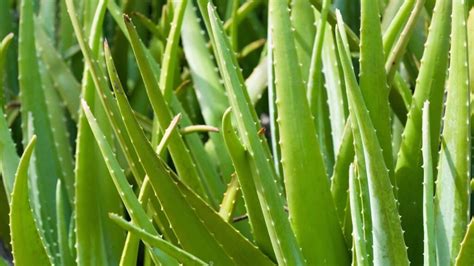 Qual A Babosa Medicinal - Babosa: as propriedades da planta medicinal