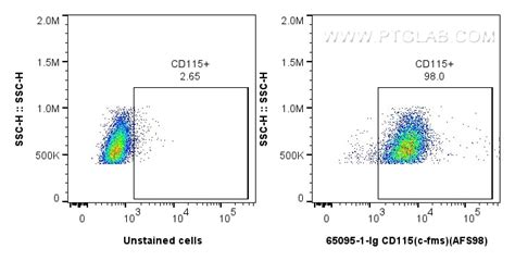 CD115 C Fms Antibody 65095 1 Ig Proteintech