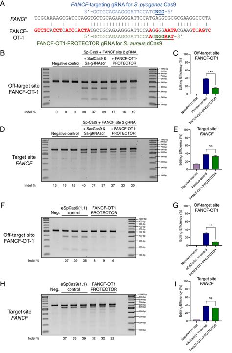 The Protector Strategy Applied To Hek293 Cells Transfected With