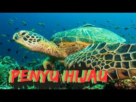 Penyu Hijau Chelonia Mydas Perenang Elegan Yang Mengukir Cerita Di