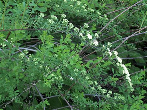 Спирея городчатая - Спирея - Лиственные деревья и кустарники ...