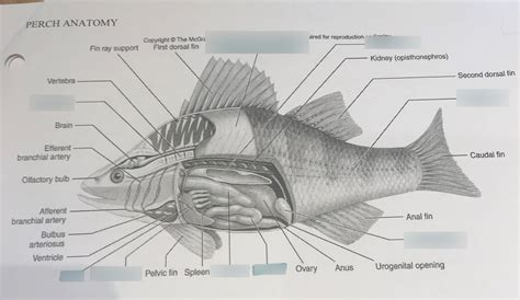 fish anatomy Diagram | Quizlet