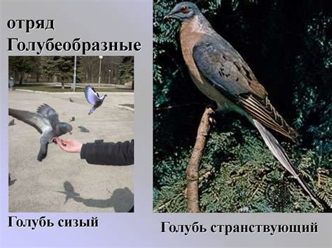Многообразие птиц - презентация онлайн