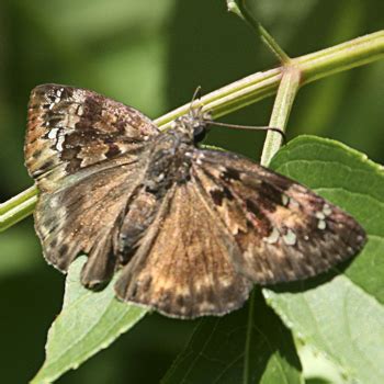 Horace S Duskywing Skipper Erynnis Horatius Bugguide Net