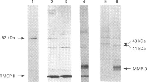 Figure From Activation Of Precursors For Matrix Metalloproteinases