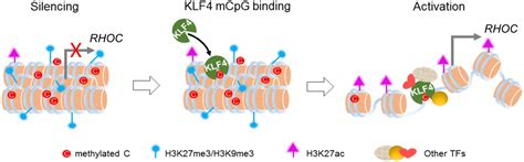 Methylated cis-regulatory elements mediate KLF4-dependent gene ... 