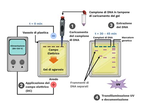 Elettroforesi Su Gel Labster