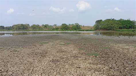 Mortandad de peces en ciénaga Samaria Teleantioquia