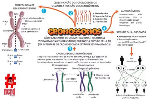 Mapas Mentais Cromossomos Mapas Mentais Cromossomos Homologos