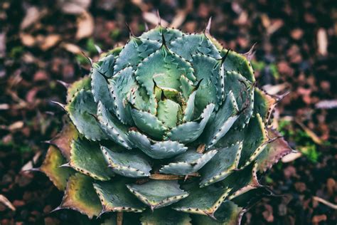 succulent plant spiky and nature 4k HD Wallpaper