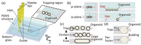 Micromachines Free Full Text Microfluidic Device To Manipulate 3d