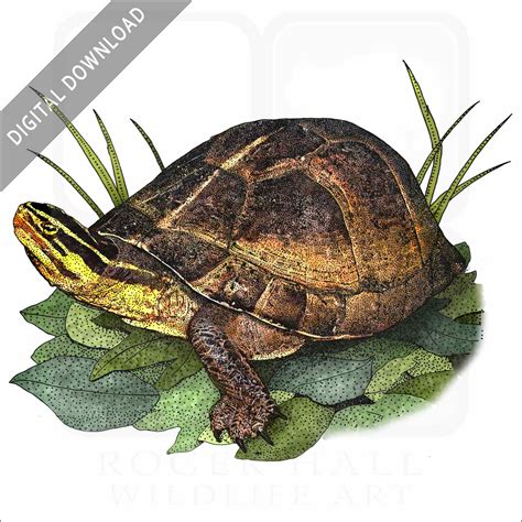 Vector Box Turtle In Black And White Stock Vector Royalty Free Clip