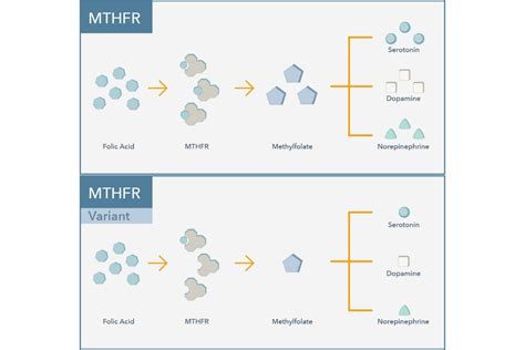 Mthfr Gene Spotlight Genomind